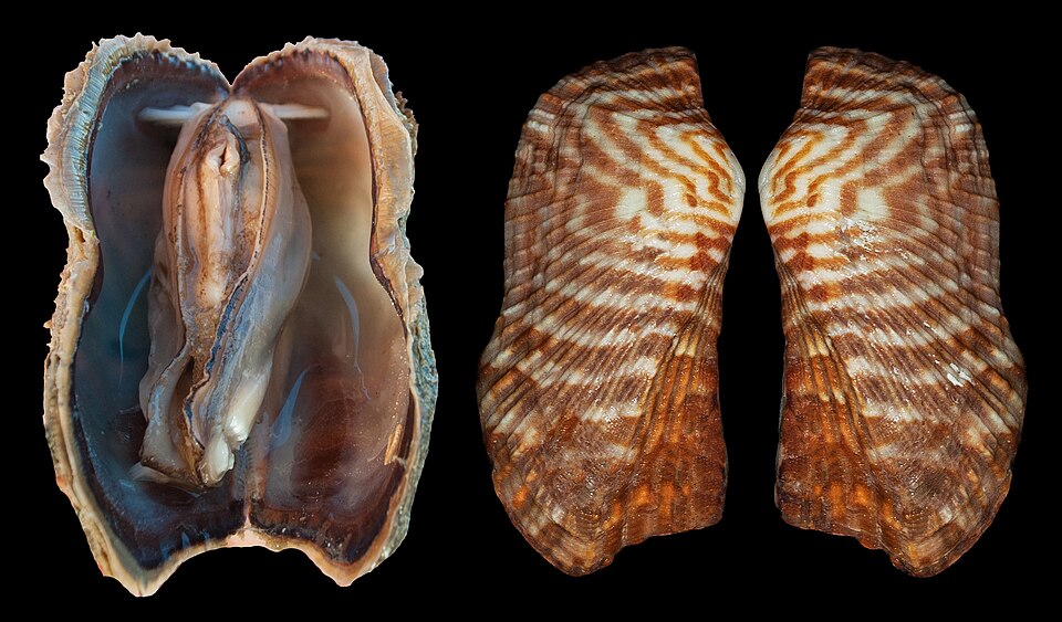 Turkey Wing Ark
