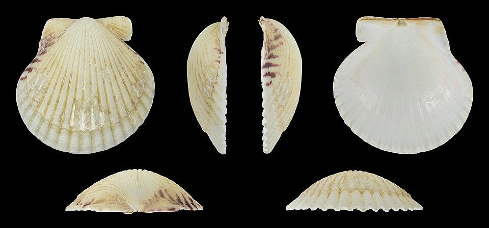 Calico Scallop