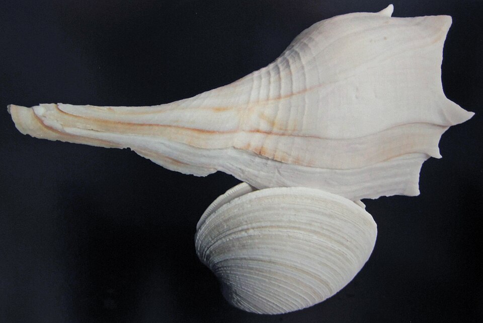 Lightning Whelk