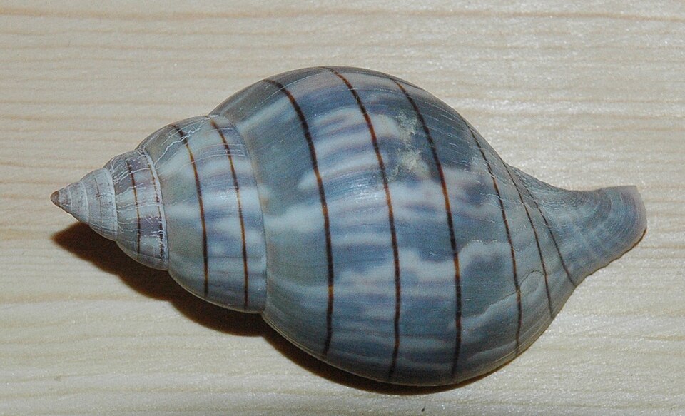 Banded Tulip