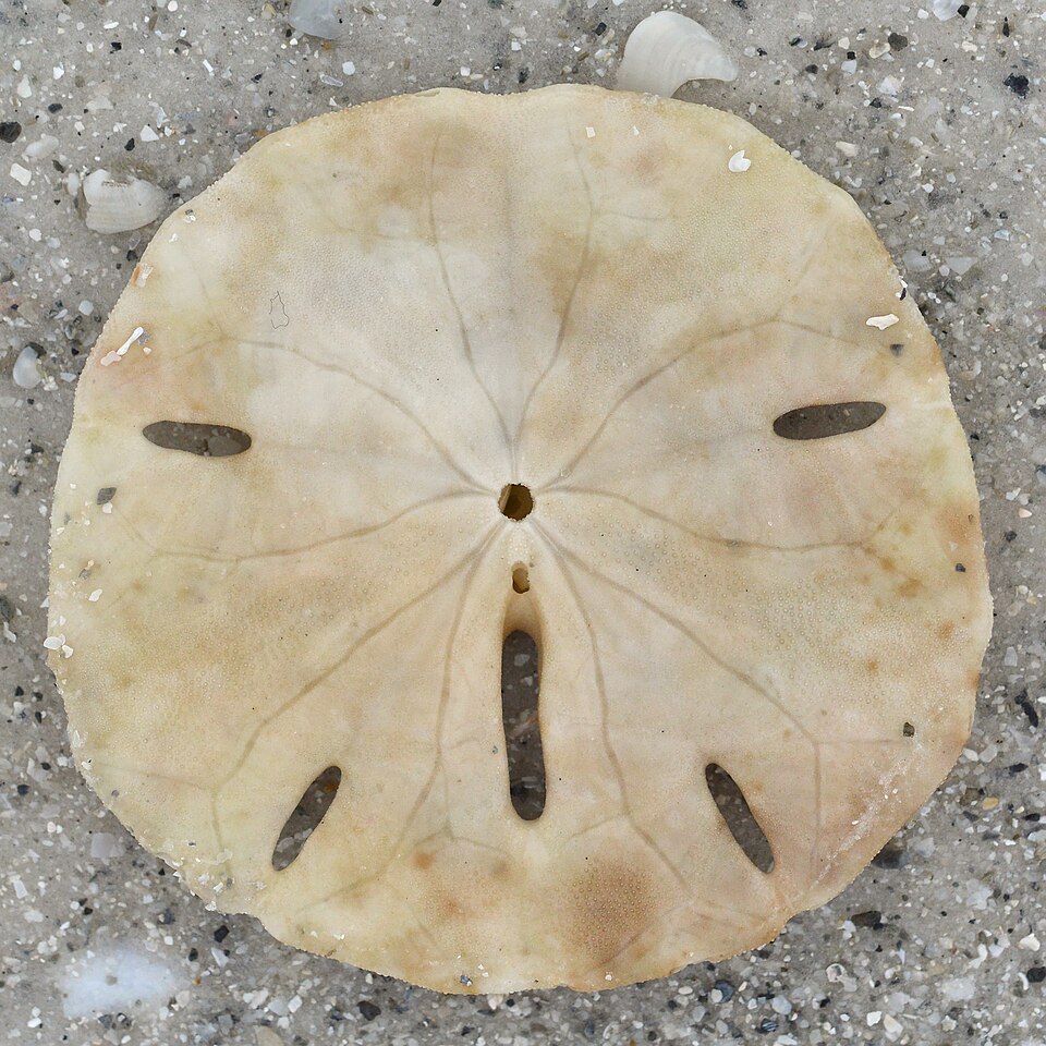 Keyhole Sand Dollar