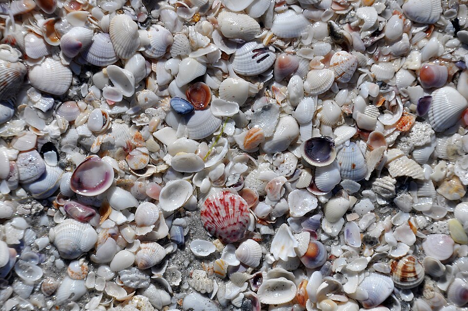 Shells on a Gulf beach