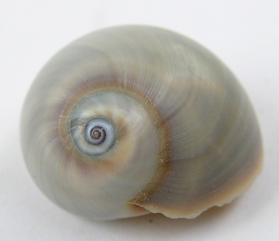 Shark Eye