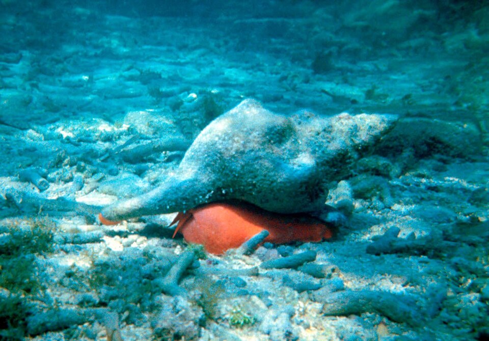 Florida Horse Conch