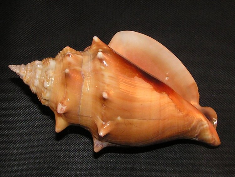 Florida Fighting Conch
